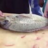 魚の締め方(神経締め)今までで一番タメになった解説 | Prummy ANGLER